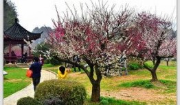 武汉梅园最新爆料,探寻古韵新颜的园林魅力